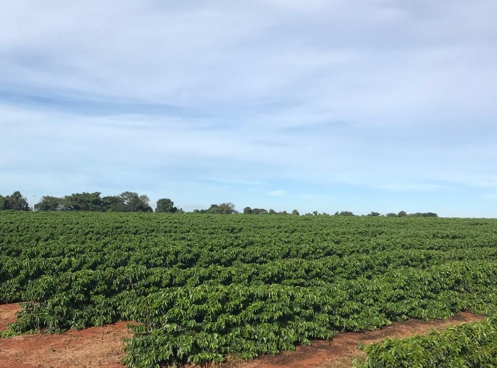 Capa do podcast Brasil segue líder na produção mundial de café, destaca professor da Unesp