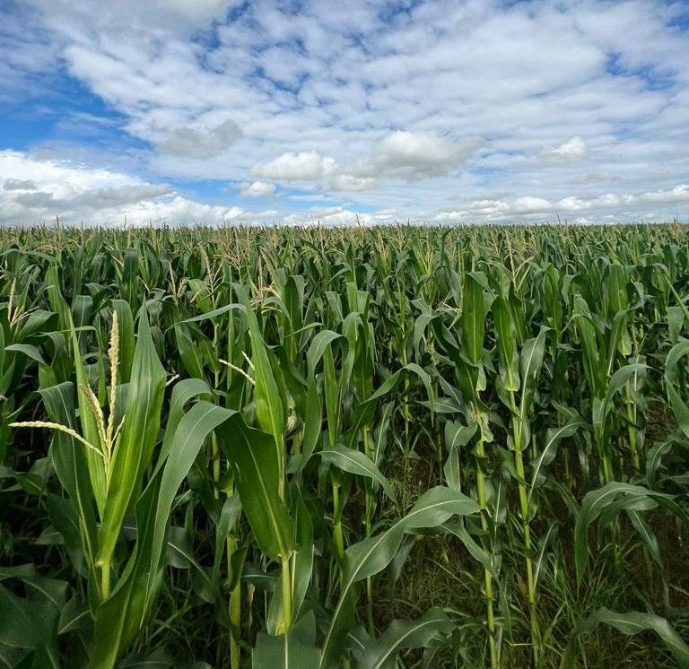 Capa do podcast Docente da Unesp sinaliza sobre a importância do manejo de irrigação para as próximas etapas da safra do milho