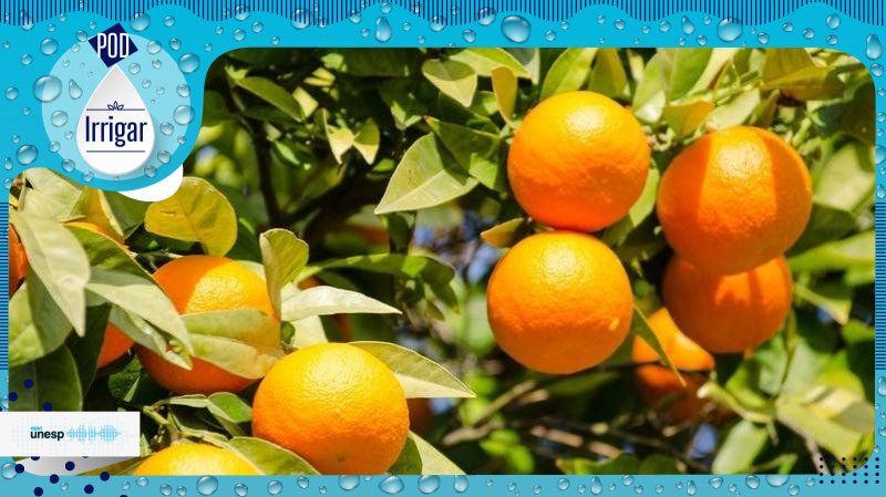 Capa do podcast Brasil é líder mundial na produção de citrus, destaca professor da Unesp