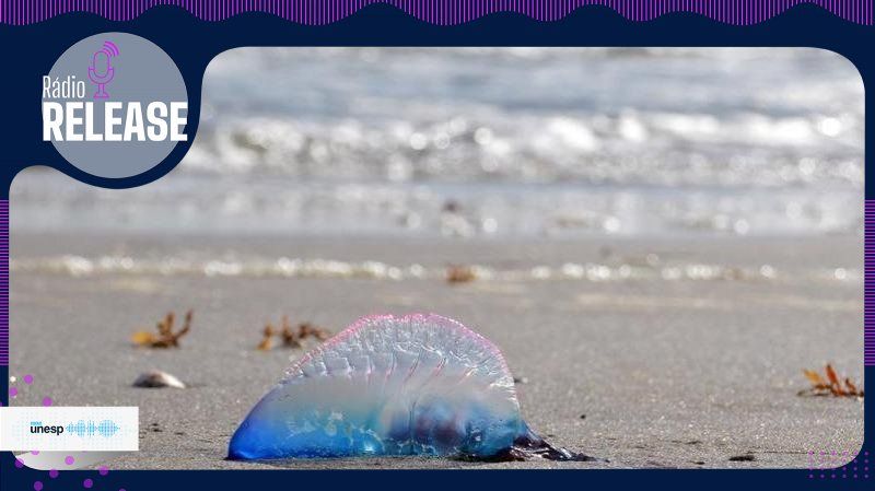 Capa do podcast Pesquisador da Unesp alerta sobre alto índice de acidentes com animais aquáticos no verão e sinaliza formas de prevenção